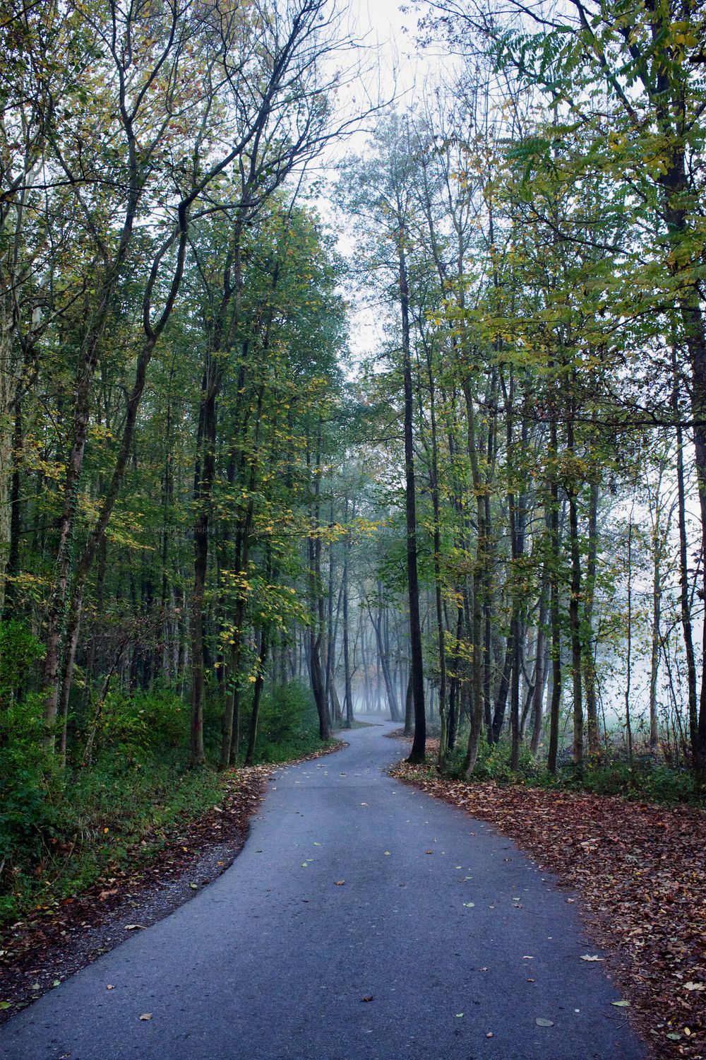 Misty autumn forest path winding through tall trees with fallen leaves.