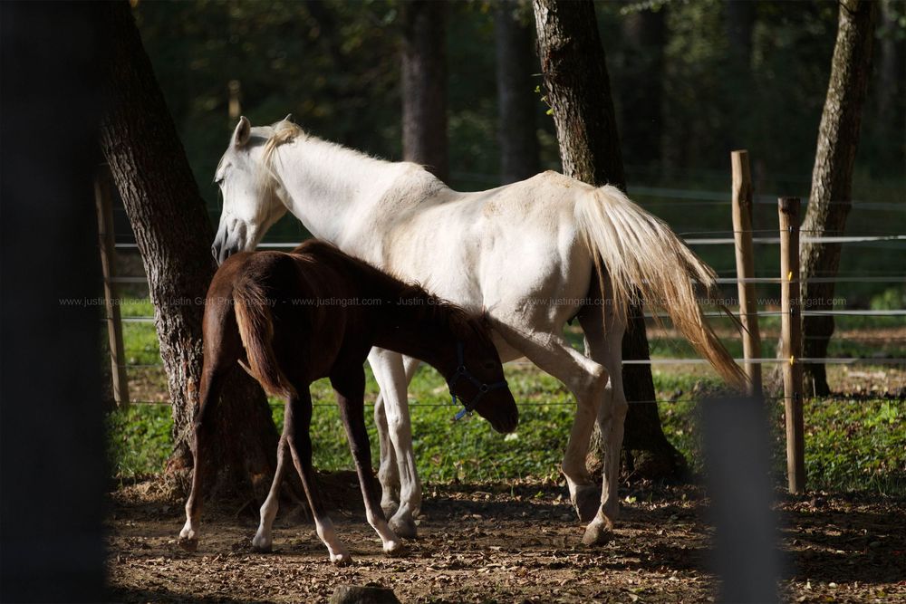 White horses graze peacefully in a fenced paddock area.