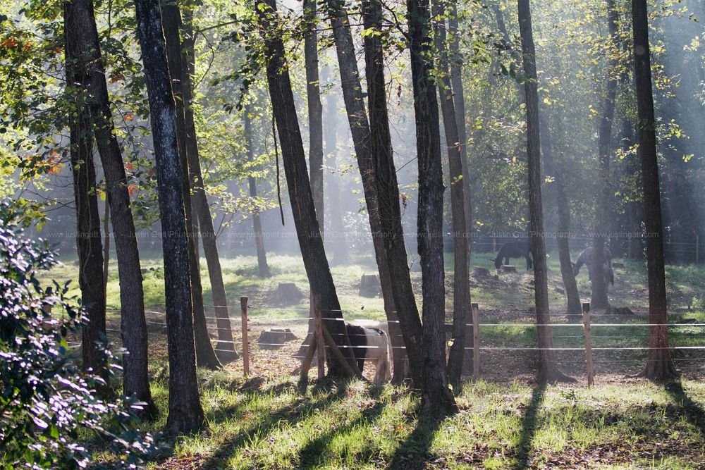 Sunlight streams through trees in a serene forest setting.