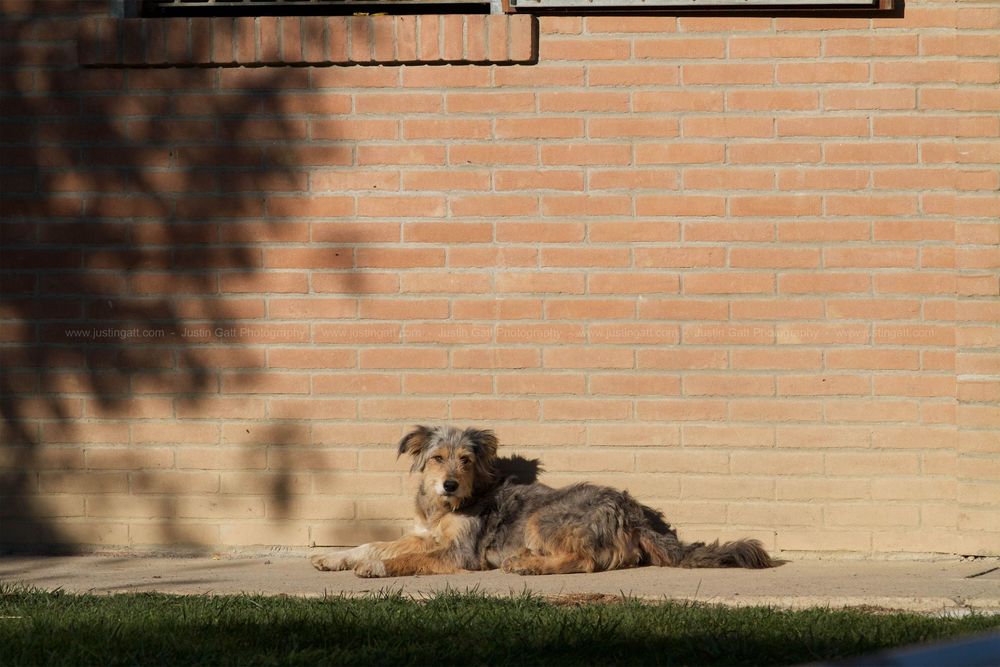 Shadow patterns cast on a brick wall on a sunny day.
