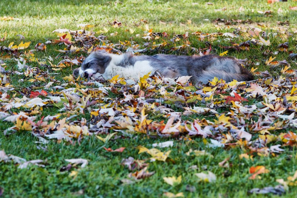 Colorful autumn leaves scattered across green grass.