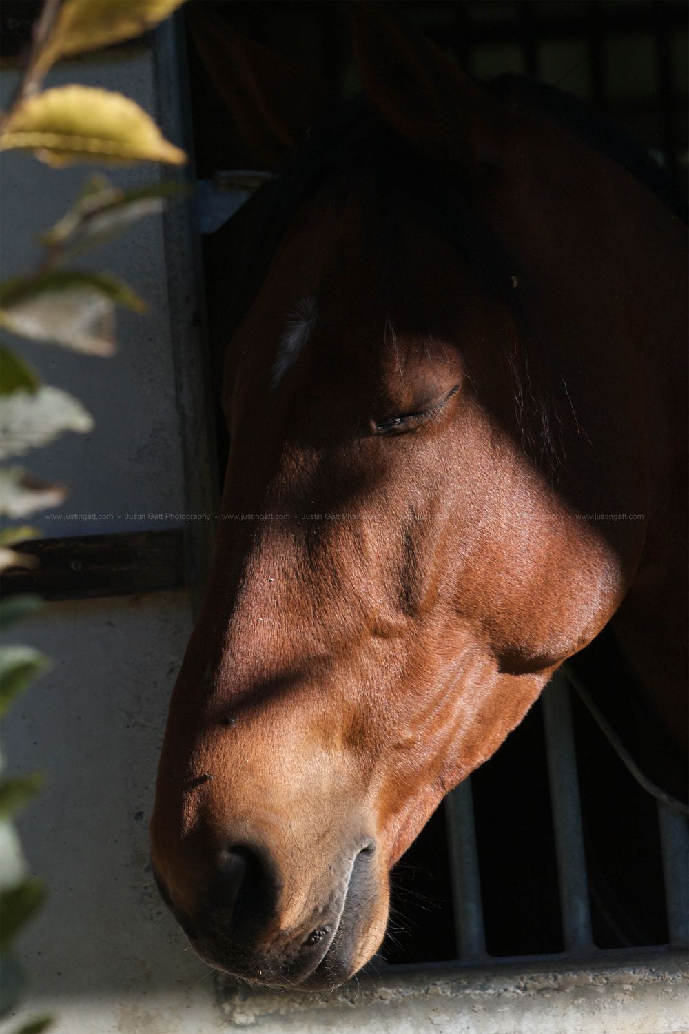 Close-up profile view of a brown horse's face in shadow.