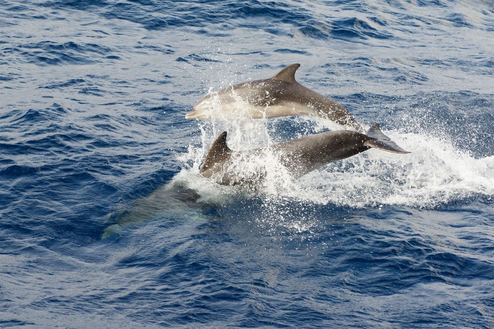 Dolphins jumping and swimming through blue ocean waves.