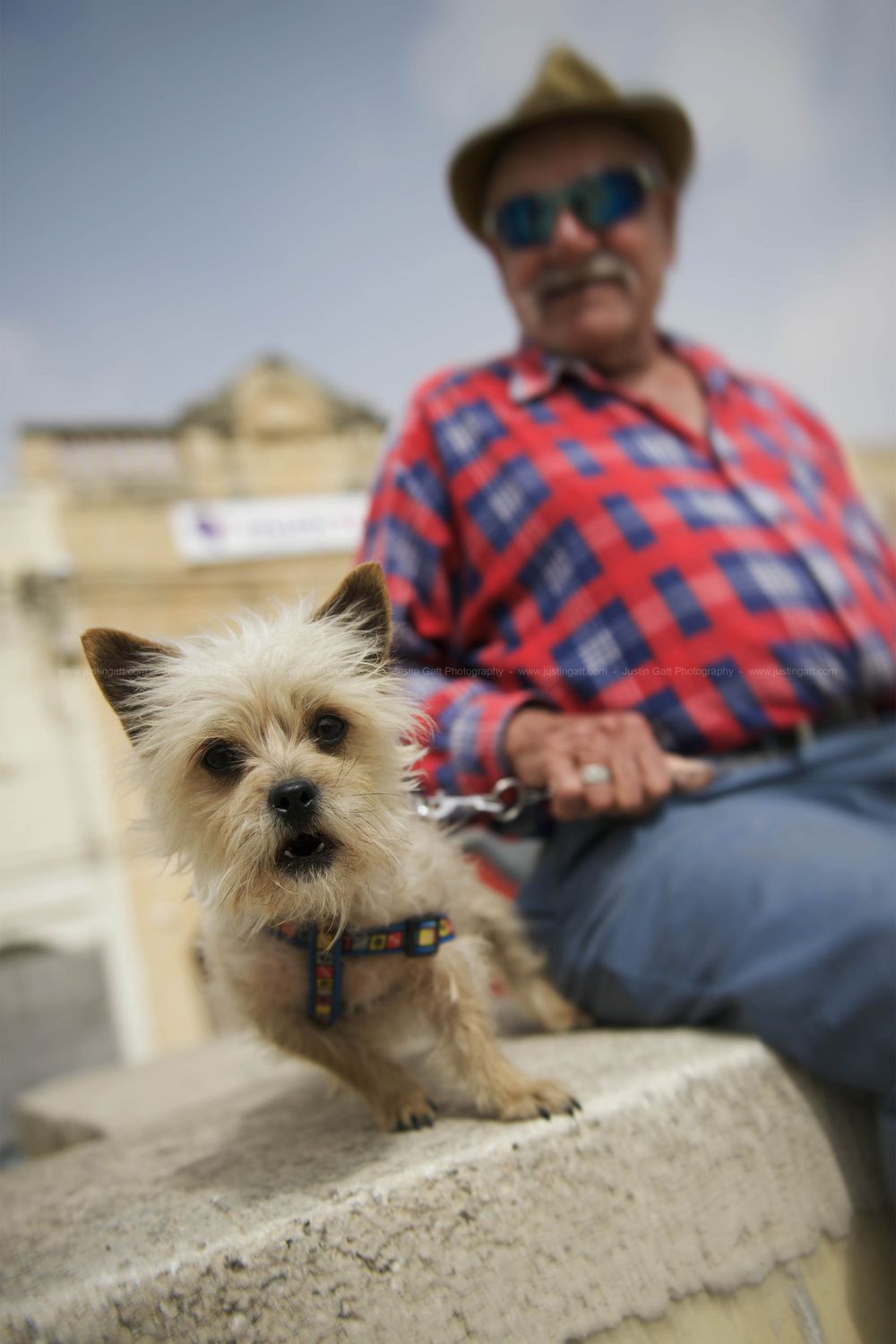 Small scruffy dog peeks over a concrete ledge while someone in plaid sits in the background.
