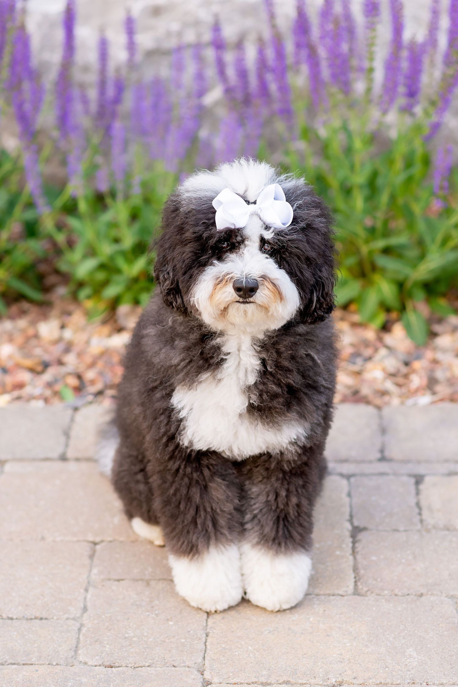 A black and white Havanese puppy sits on stone pavers with purple flowers in the background.
