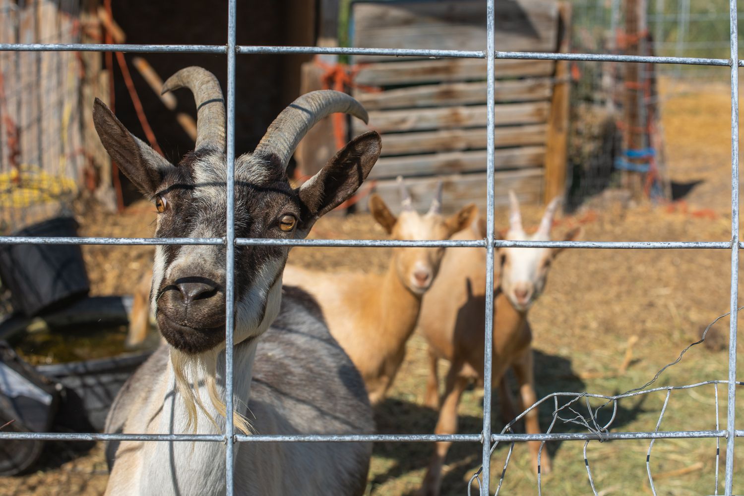 goats on a farm in nampa