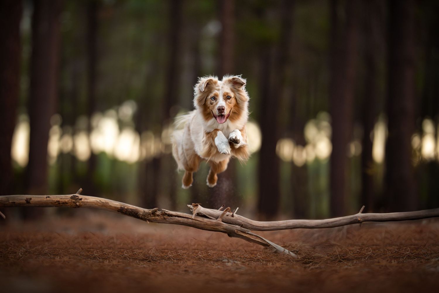 A happy chocolate Labrador retriever running towards the camera on a forest path with blurred bokeh background.