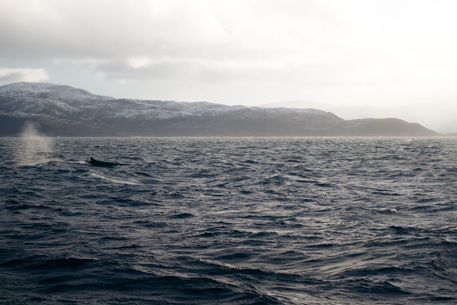 nageoire d'une baleine à la surface de l'eau du fjord avec les montagnes enneigées en arrière-plan à TRomso