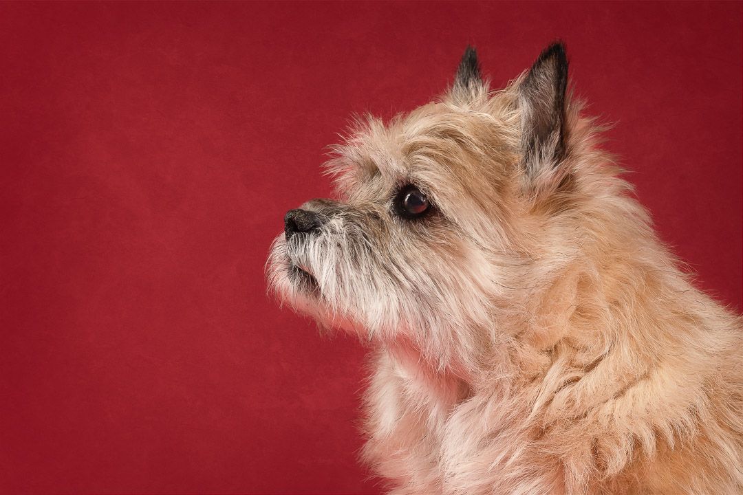 Fine-art hondenfotografie in de studio, portret van hond met rustige expressie