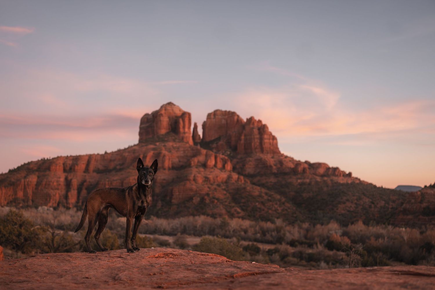 Belgian  in Sedona