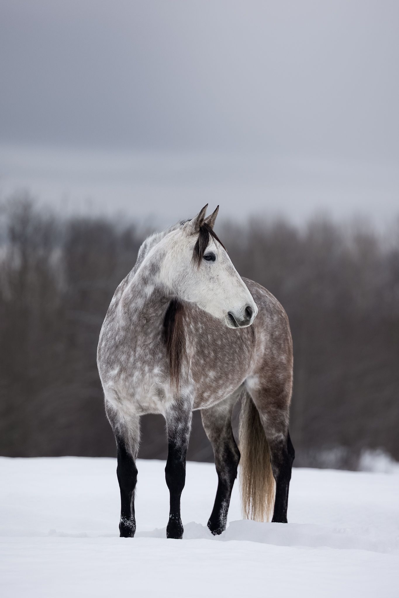 A dappled gray horse stands gracefully in a snowy winter landscape with dark trees in the background.