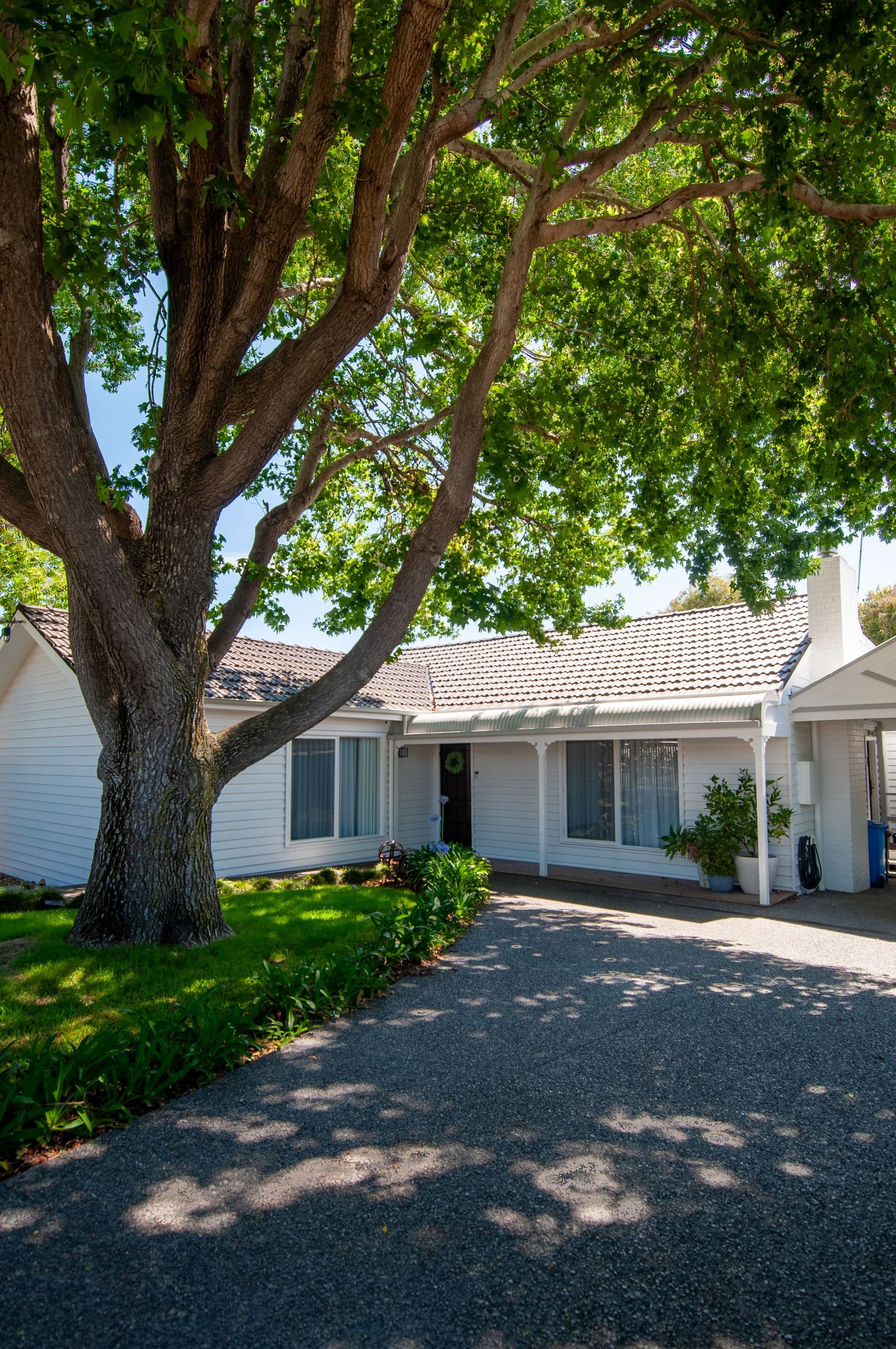 Large shady tree overhanging a white suburban house with paved driveway.