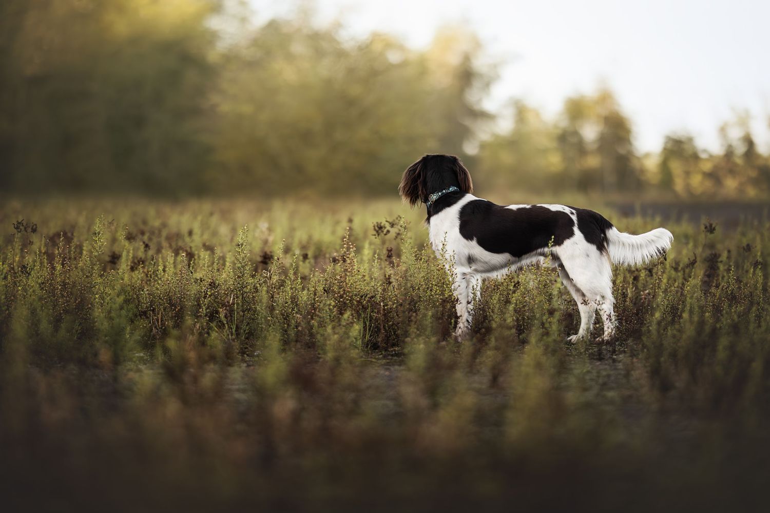 Black and white spaniel standing alert in tall grass during golden hour.
