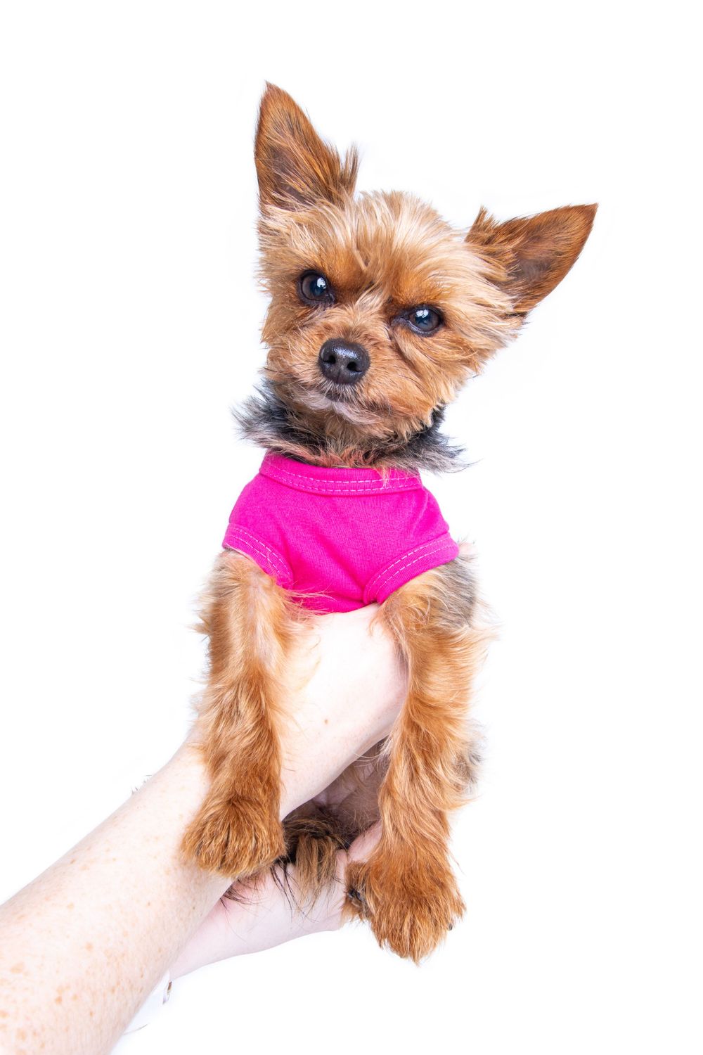 Yorkie dog wearing a hoodie being held up in the air