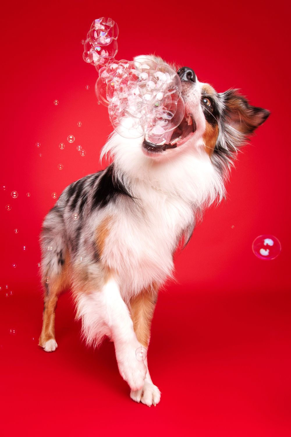 Australian Shepard chasing bubbles
