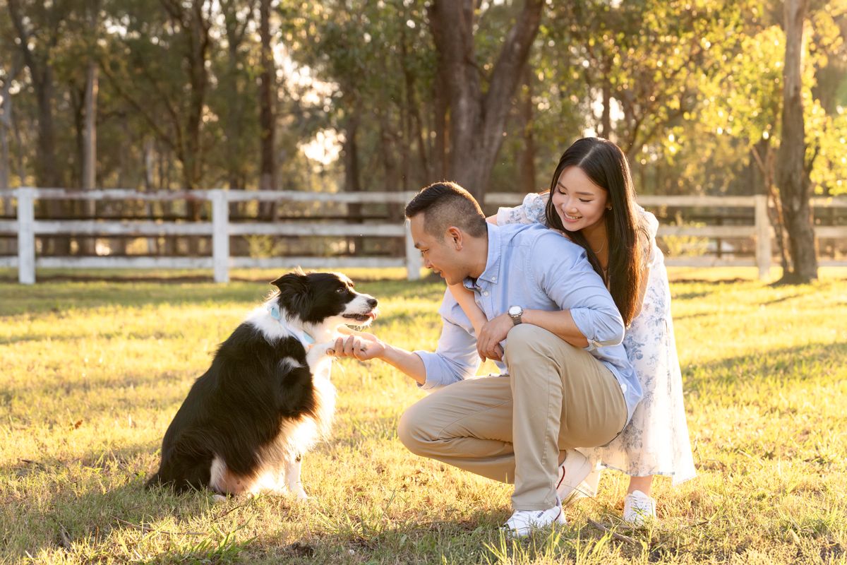 girl is hugging her partner while their border collie giving them a paw during a photoshoot in Western Sydney