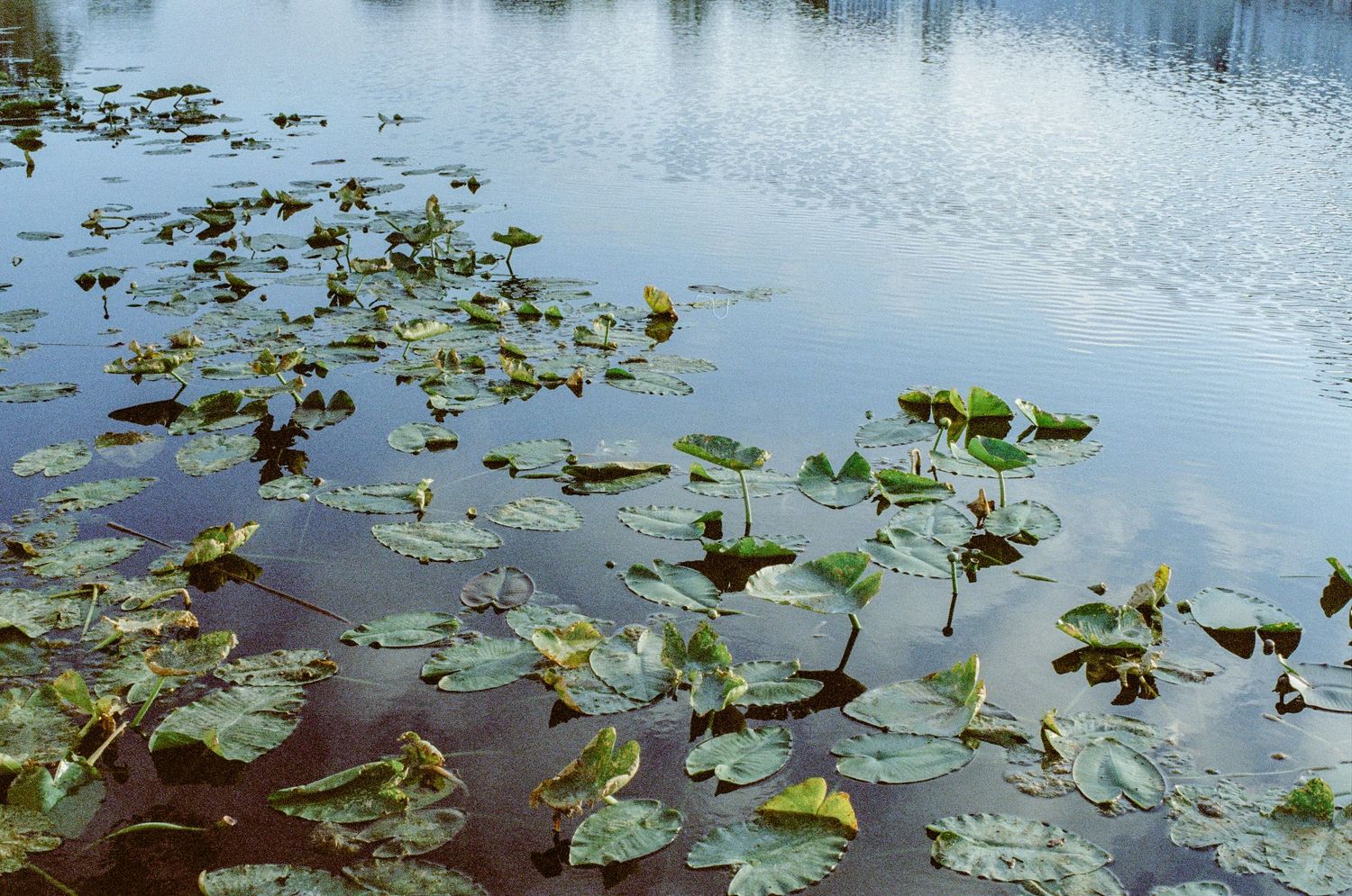 Water lily pads and yellow flowers float peacefully on a calm lake surface reflecting the blue sky above.