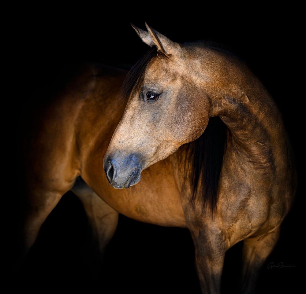 A majestic palomino Arabian show horse with a long flowing mane wearing decorative bridle and tack.