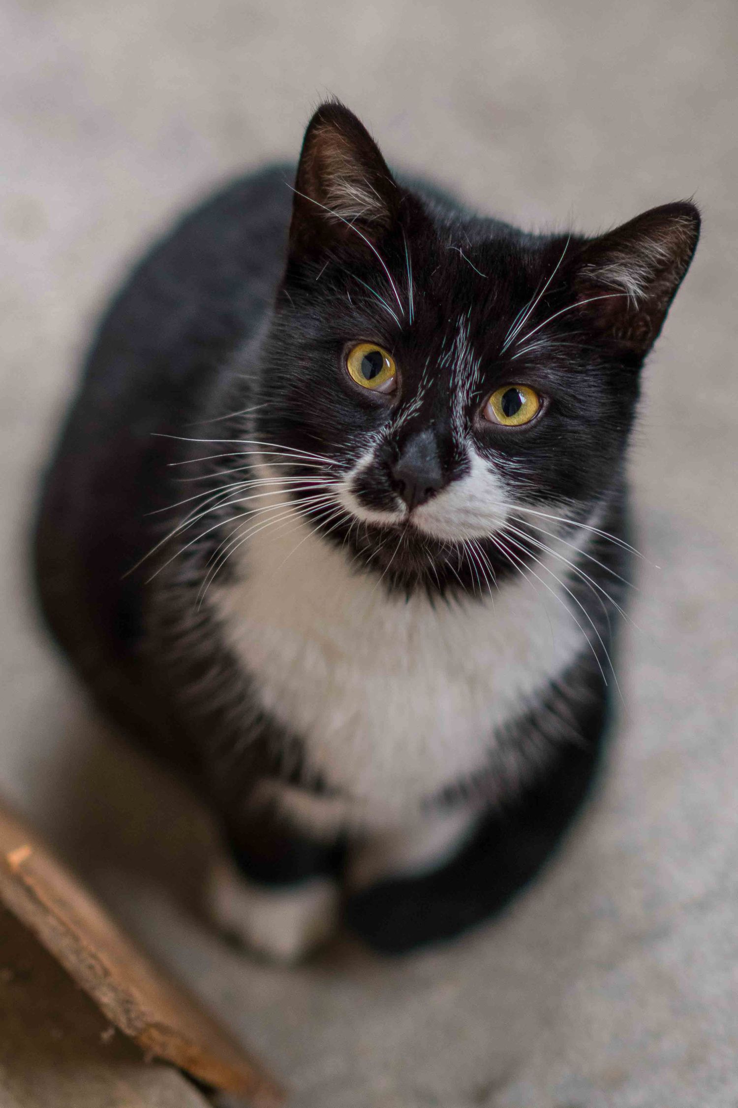 A tuxedo cat is depicted in a portrait. The cat has predominantly black fur with white markings. The cat is looking directly at the camera.