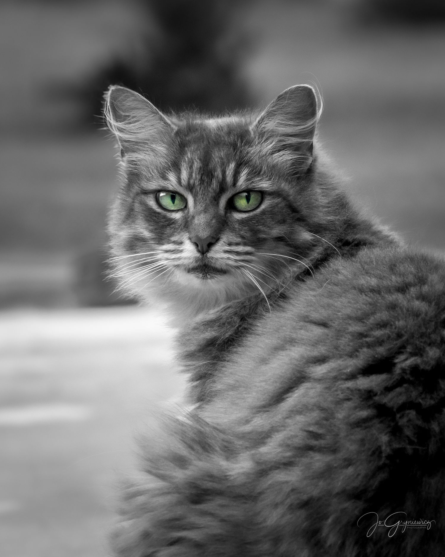 Cat portrait