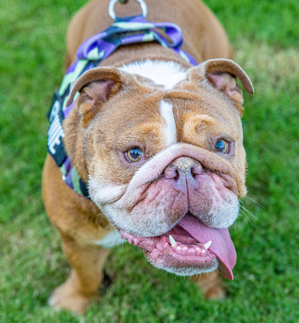Close-up portrait of an English Bulldog with blue eyes wearing a patterned harness on green grass.