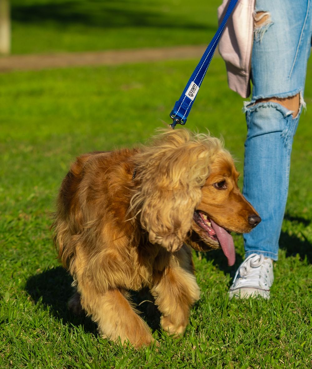 A golden cocker spaniel puppy running playfully through green grass during outdoor training.