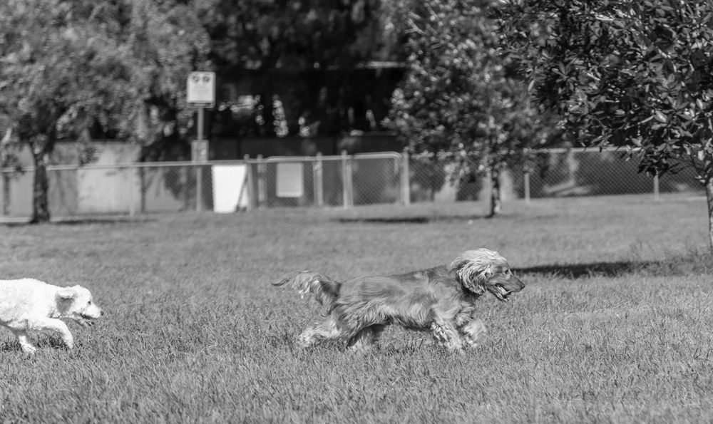 A sequence of six black and white still photos shows a dog chasing after a running rabbit across a grassy field.