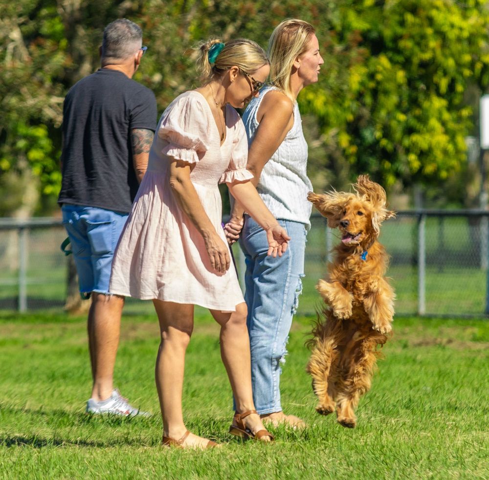 People and dogs practicing outdoor training exercises on a sunny lawn with trees in the background.