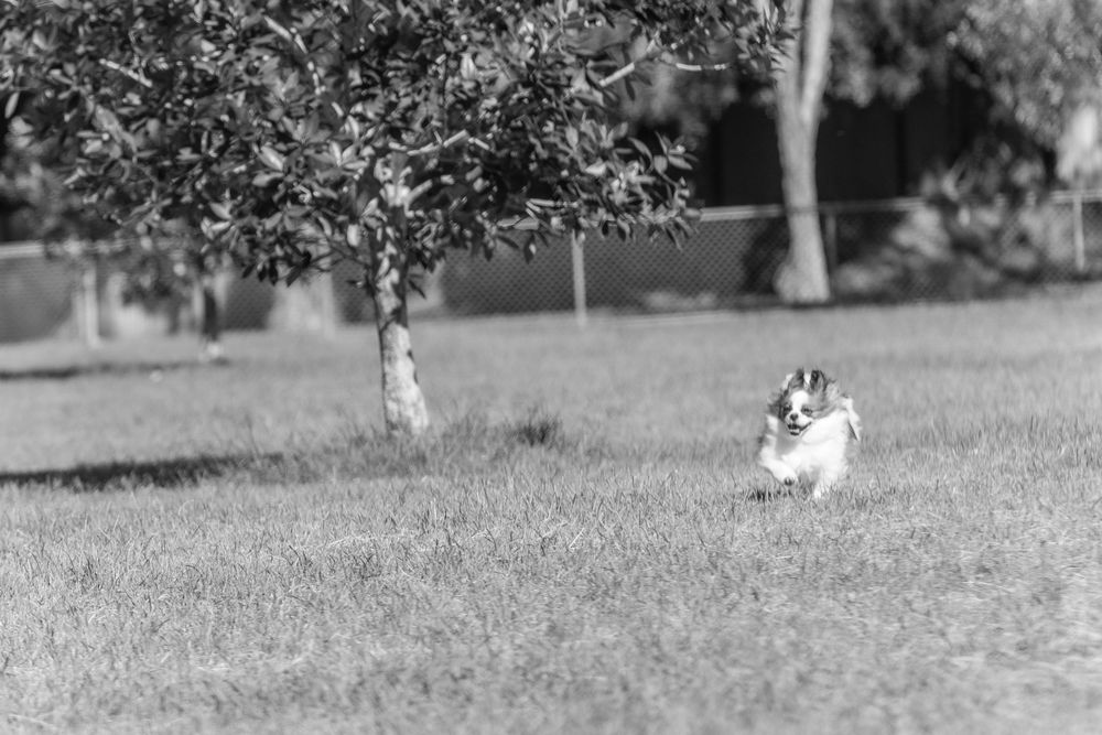 Black and white image of a small dog sitting under a tree in a grassy field.