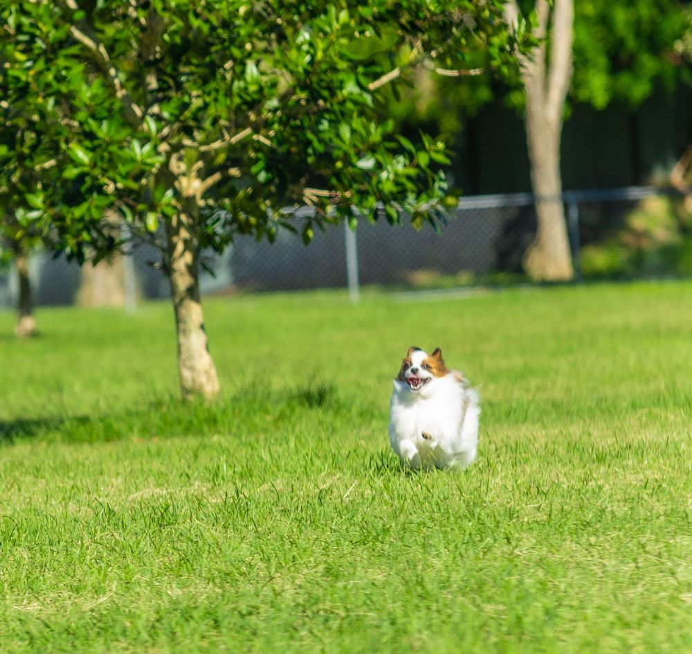 Small white and black Papillon dog frolicking in a sunny green grass field on a summer day.