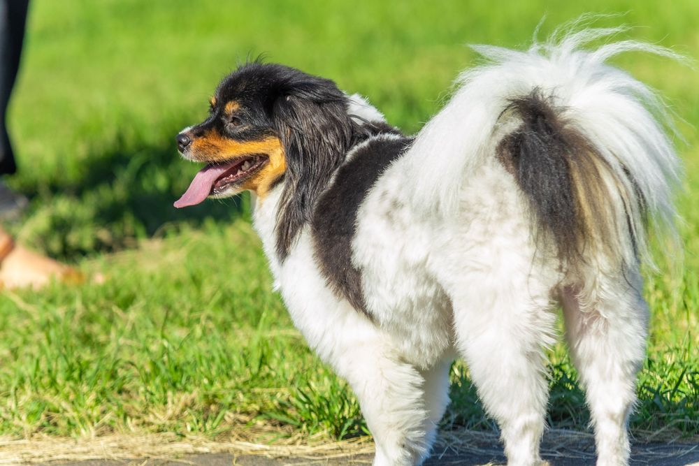 Papillon dog with distinctive butterfly ears runs playfully through vibrant green grass.