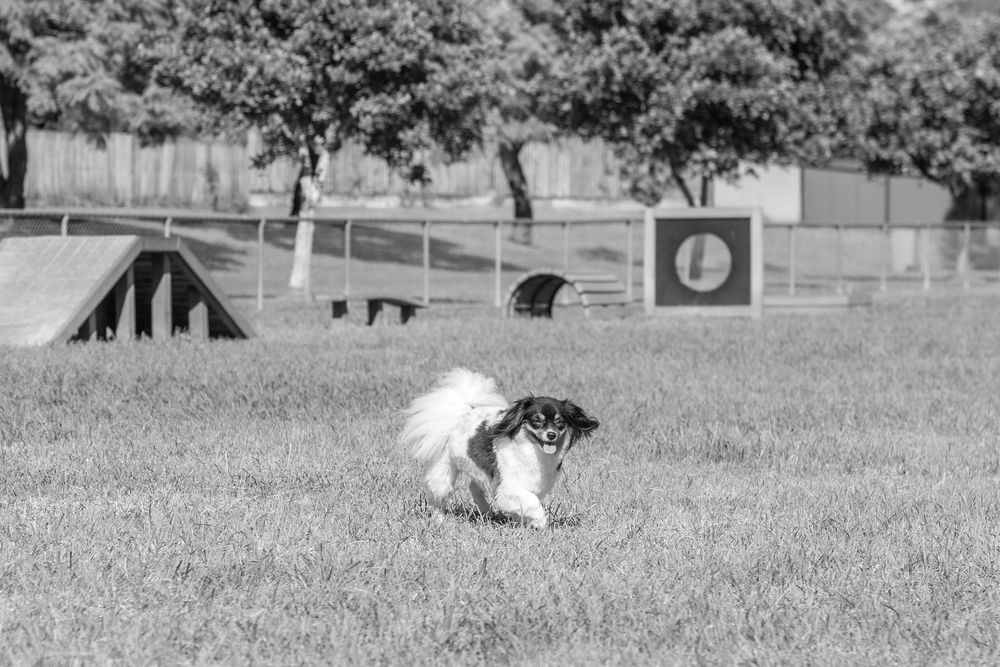 A black and white dog runs through an outdoor agility course with training equipment visible in the background.