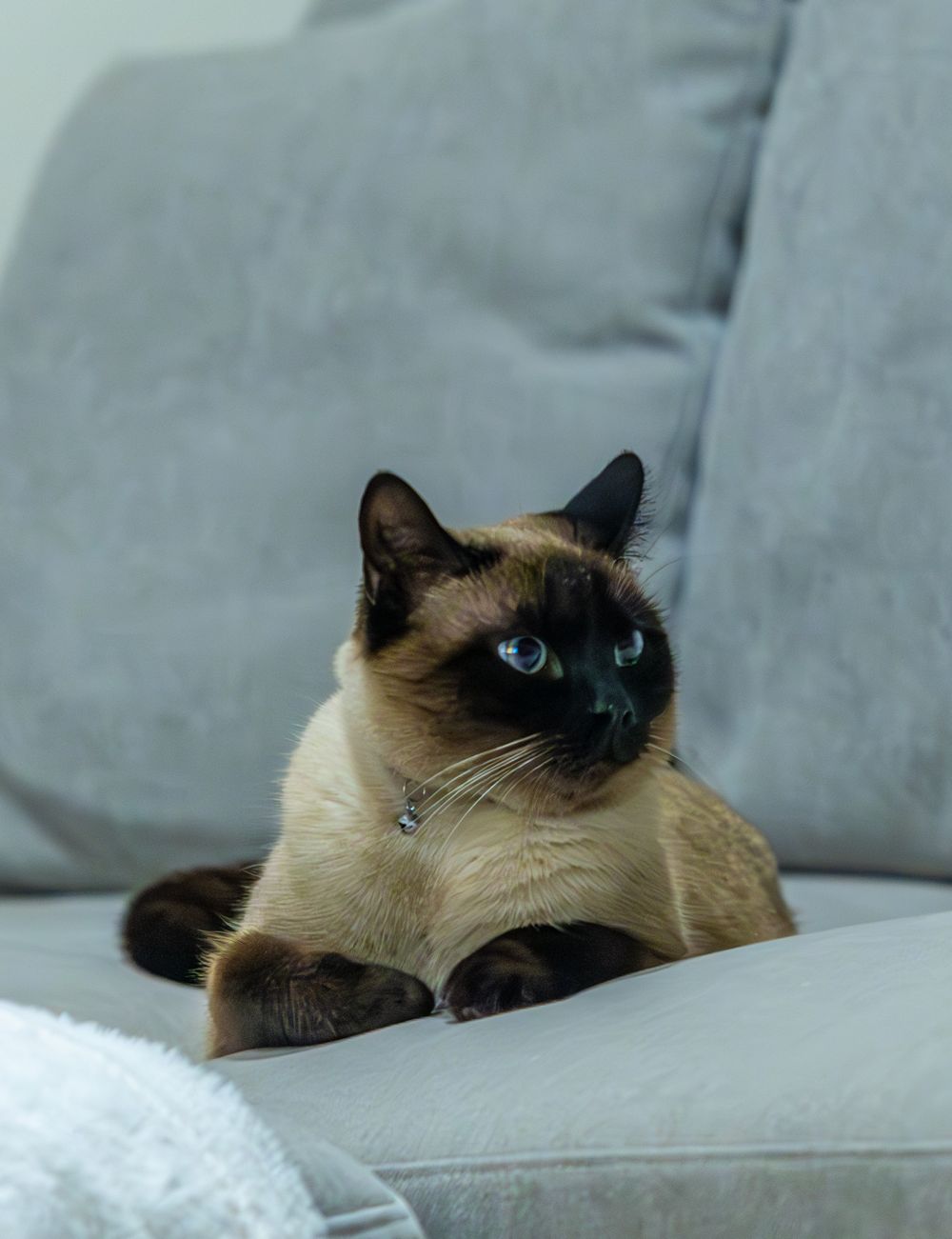 Close-up of Siamese cat with dark points and blue eyes resting on light gray couch.