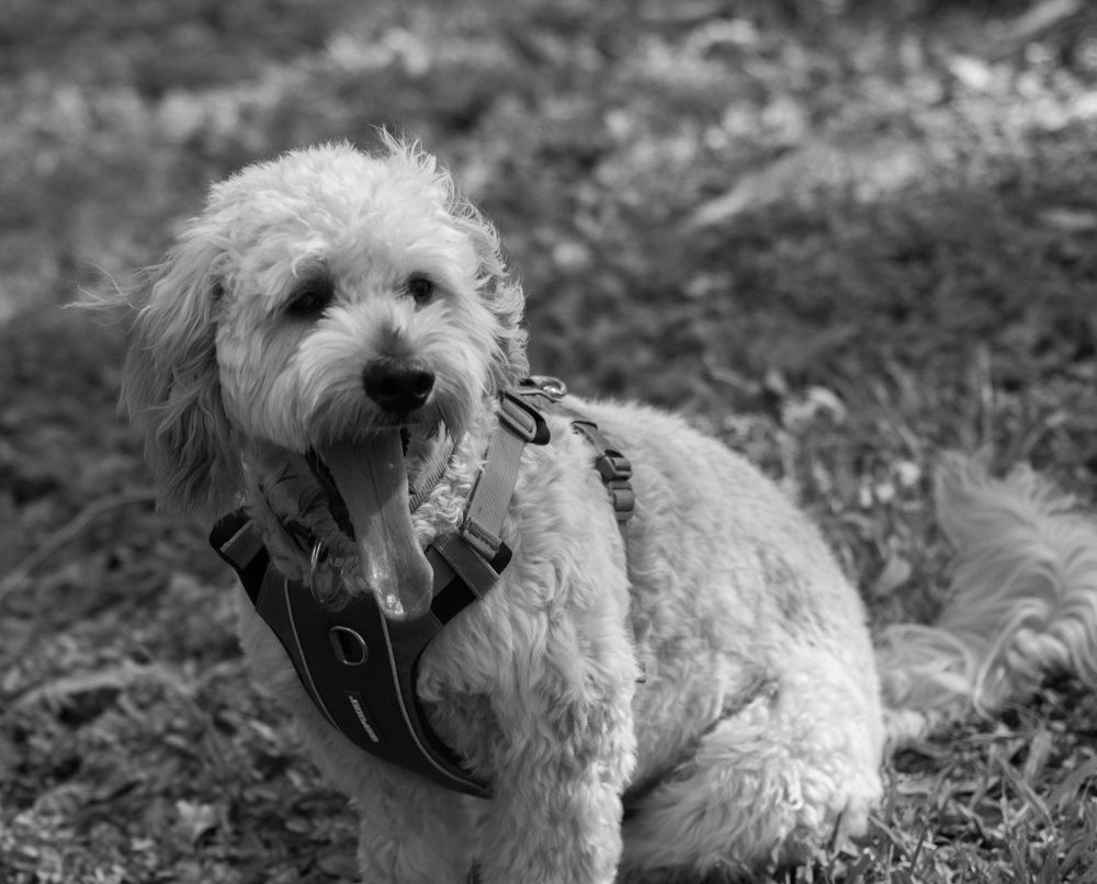 Black and white photo of a shaggy mixed breed dog wearing a harness while resting on the ground.