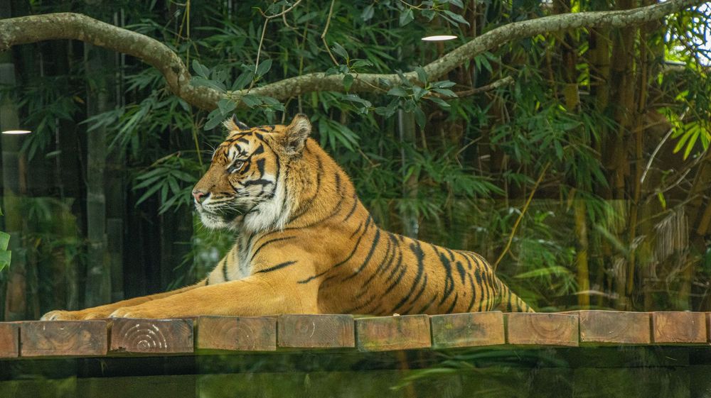 Majestic Bengal tiger resting on wooden platform with bamboo forest backdrop in natural habitat.