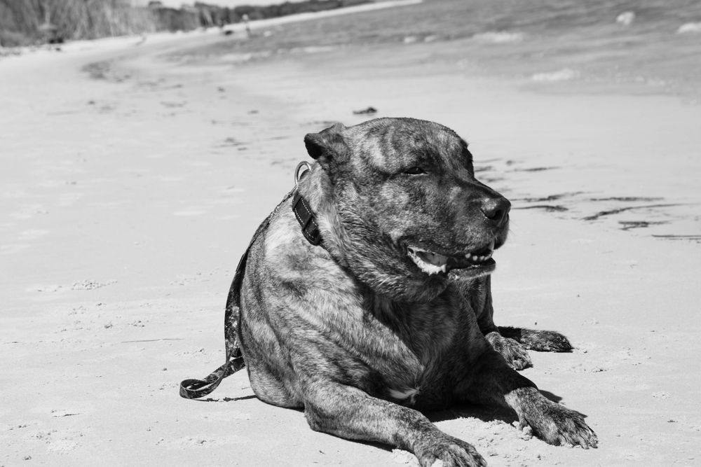 A muscular dog with short dark fur lies contentedly on a sandy beach in black and white photography.