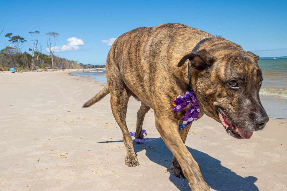 Brindle pitbull wearing purple collar walks along sandy beach on sunny day with blue ocean and trees in background.