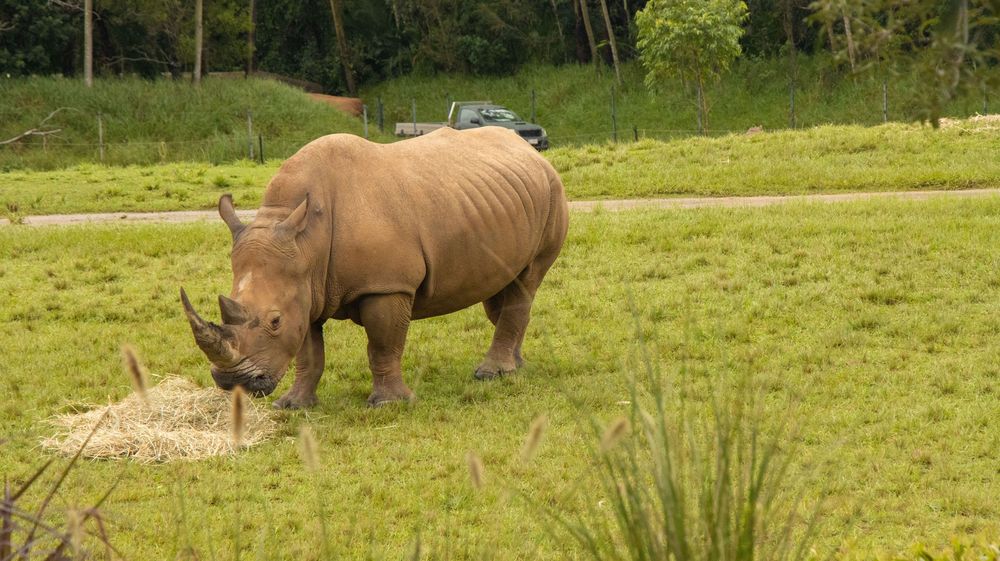 A white rhinoceros grazes in a grassy field with trees and bushes in the background.