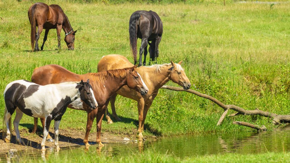Several horses of different colors gather to drink at a pond's edge while grazing in a grassy meadow.
