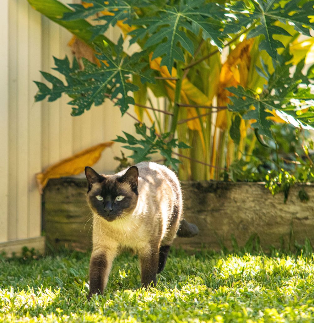 A Siamese cat prowls through a lush garden with flowers and greenery on a sunny day.