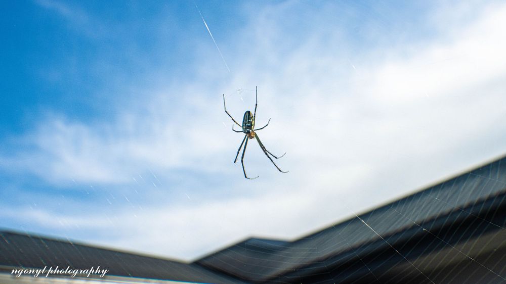 A spider silhouetted against a bright blue sky hangs suspended from its web above a dark roof edge.