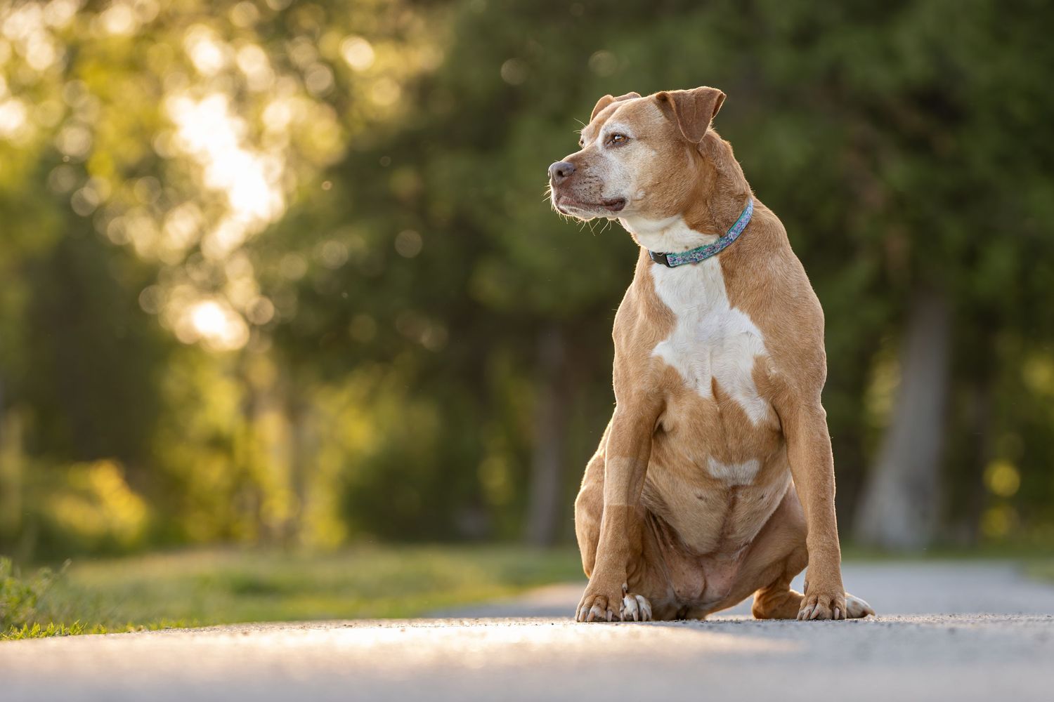 Brown and white pit bull mix sits alertly on a path during golden hour with trees in the background.