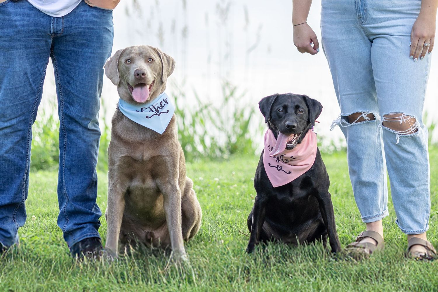 Springfield, IL photographer captures two lab dogs standing between their handlers during a session in Central, IL