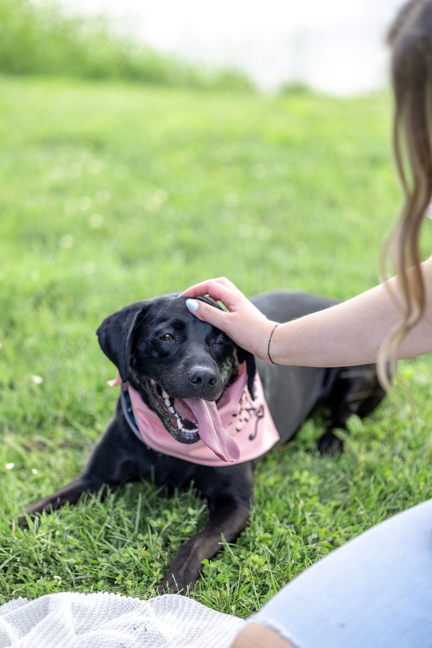 Springfield, IL photographer captures a puppy smiling while being petted during a session in Central, IL