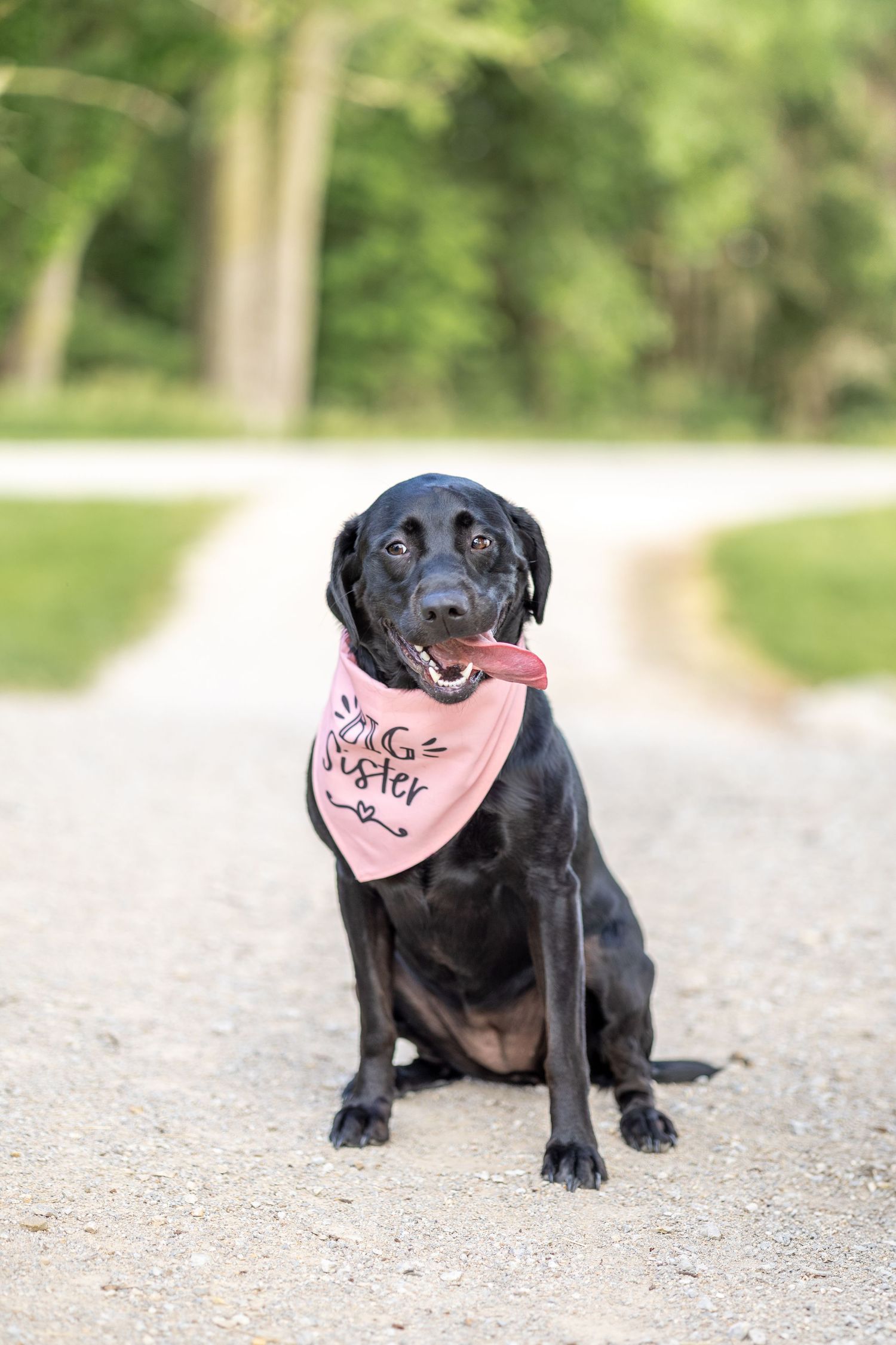 Springfield, IL photographer captures a black lab sitting and smiling with a "big sister" bandana during a session in Central, IL