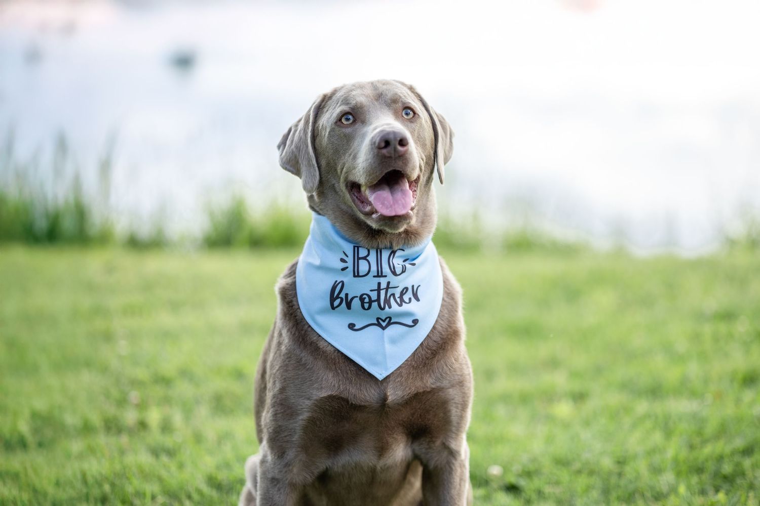 Springfield, IL photographer captures a lab wearing a "Big Brother" bandana during a session in Central, IL