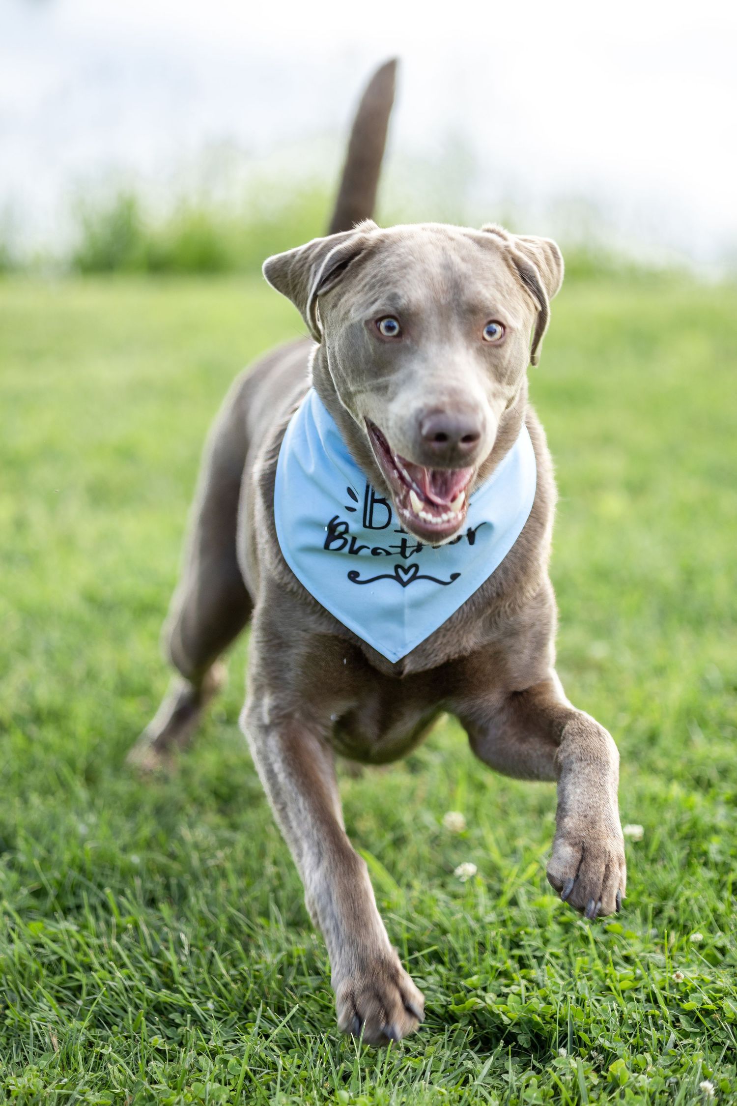 Springfield, IL photographer captures a dog running through grass during a session in Central, IL