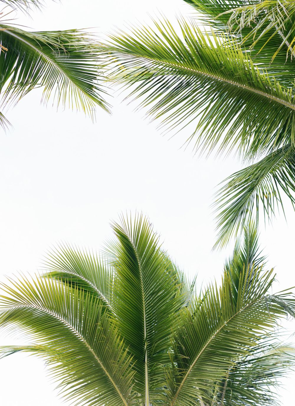 Green palm fronds against a white background creating a tropical border frame.