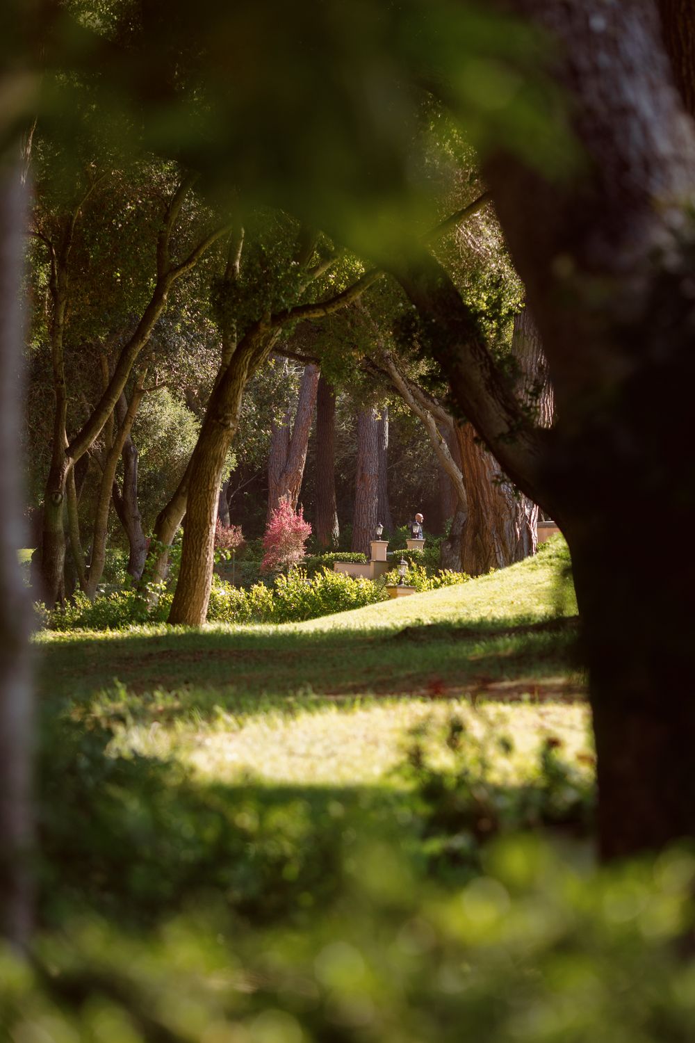 Sunlit forest path with dappled light filtering through trees, creating a magical woodland atmosphere with touches of pink flowers.