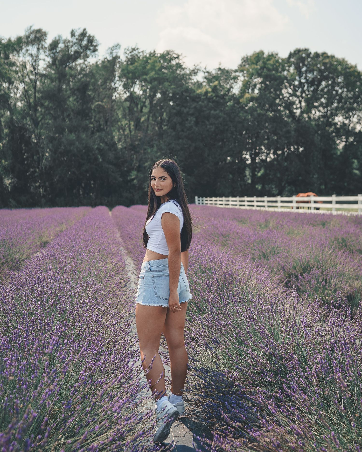 Lavander field pictures